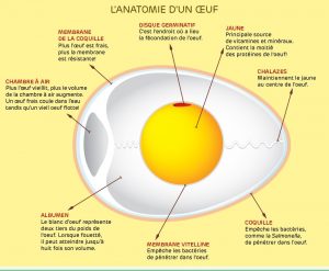 explora-oeufs_anatomie_infographie