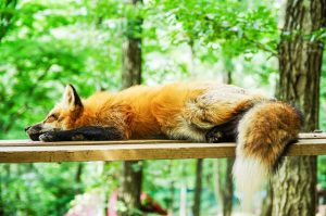 rhume_dormir_encore