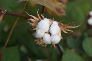 coton_démaquillant_zero_dechet