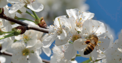 liste_des_plantes_attractives_pour_les_abeilles