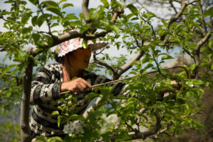 pollinisation_manuelle_en_Chine