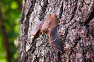 bat-sur_arbre