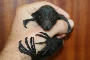 bats-fingers
