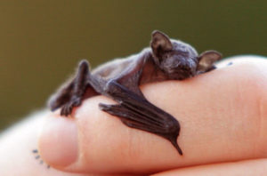 chauve-souris bébé_minus