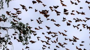 nuée_chauvre_souris
