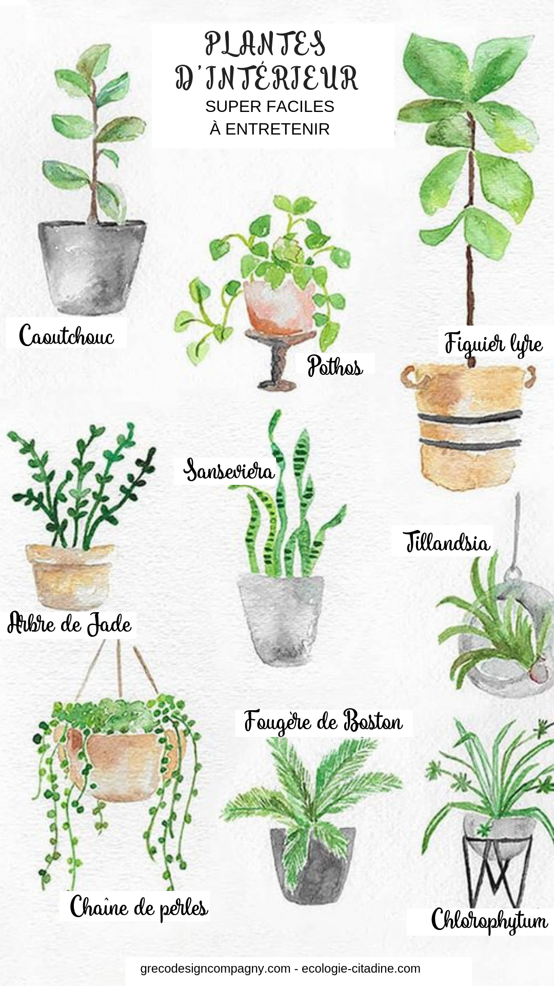 Plantes D Intérieur Photos Et Noms Pdf